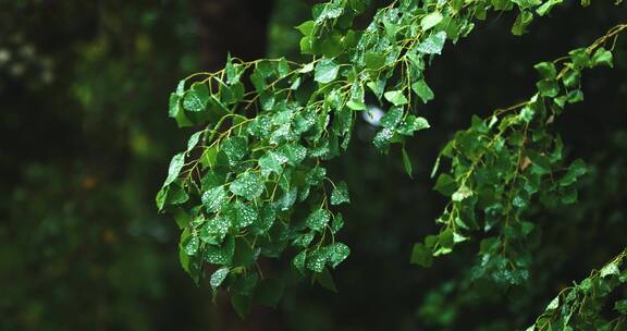 秋天 绿叶匆匆 枝繁叶茂 生机勃勃 绿色世界