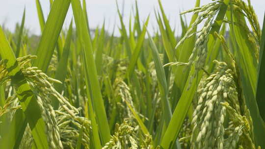 夏末水稻大米成熟镜头推进