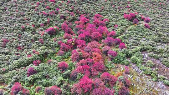 高原植被红色秋天