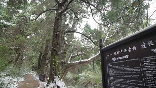 下雪天的大树保护古树