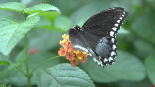 蝴蝶从花丛中起飞