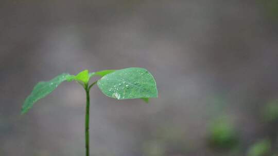 下雨天树叶唯美空镜