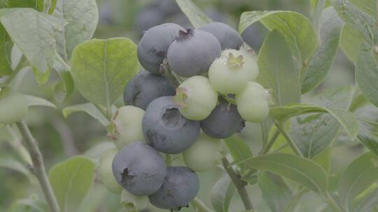 青蓝莓和紫蓝莓特写拍摄LOG