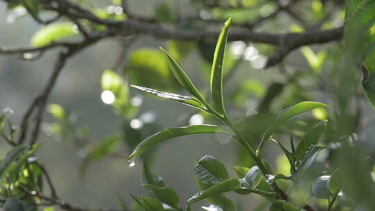 清晨茶树上的嫩茶叶视频素材模板下载