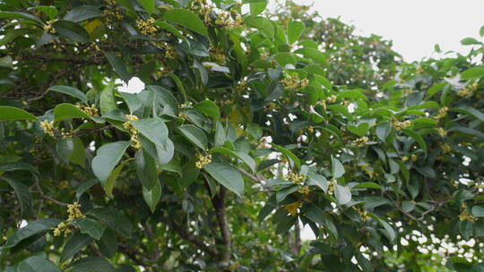 桂花 植物 户外