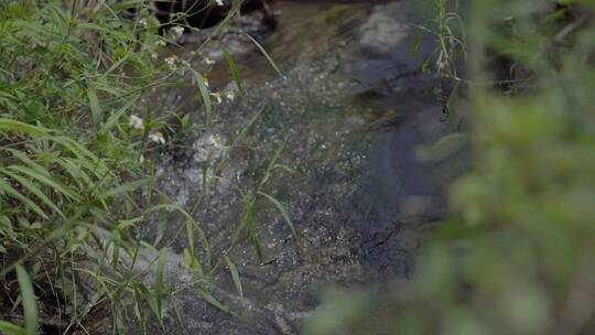 河流小溪青草泉水河边河水溪流水视频素材模板下载