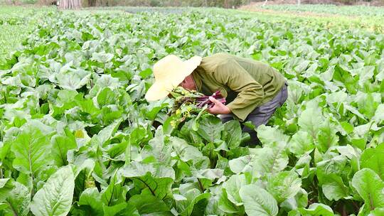 红菜苔产地