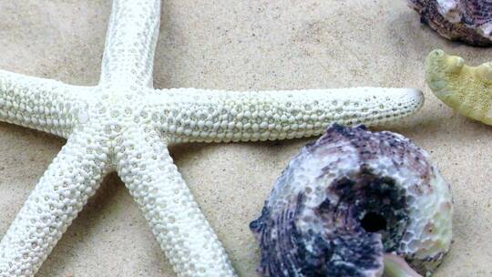 沙子里的海星和贝壳_水下