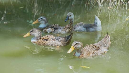 小河里一群鸭子水鸭散养鸭合集