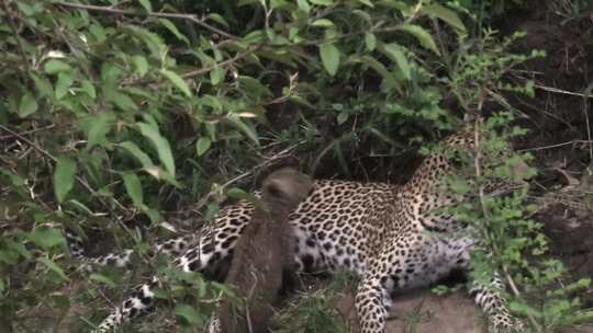 华丽的三个月大的豹子幼崽在母乳马赛马拉哺视频素材模板下载