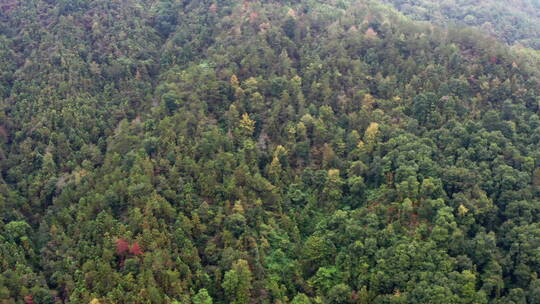森林植被生态航拍
