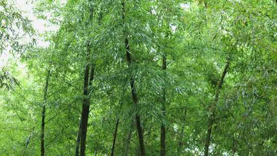 下雨天茂密的竹林枝叶繁茂生机勃勃的景象