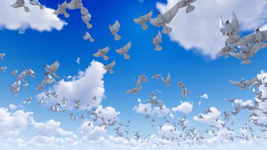 鸽子在蓝天白云飞翔慢镜头视频素材模板下载