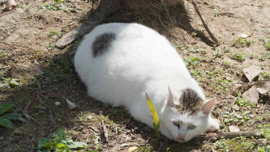 春天公园里可爱的猫咪流浪猫