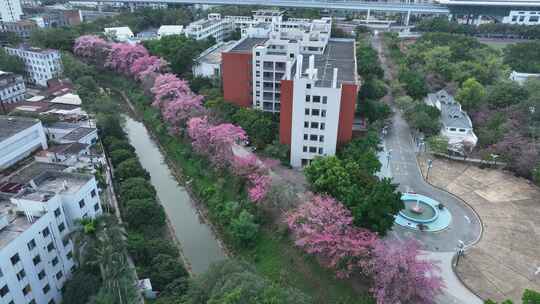 中国广东省广州市从化区华软丝木棉广场