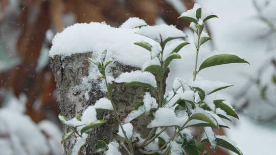 冬天下雪白雪皑皑树桩积雪