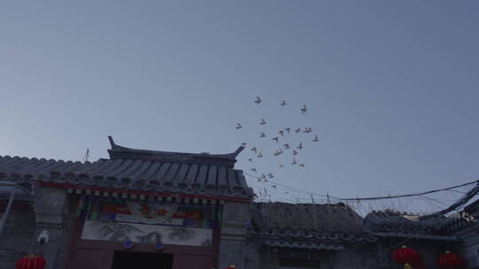 老北京鸽子 鸽子飞翔胡同