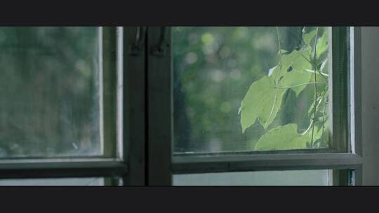 80S 玻璃窗 飘动的绿植 窗外 复古 青春记忆视频素材模板下载