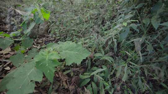 云南W普洱植物树干