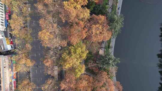 秋天枯黄树枝树叶植物森林城市秋天