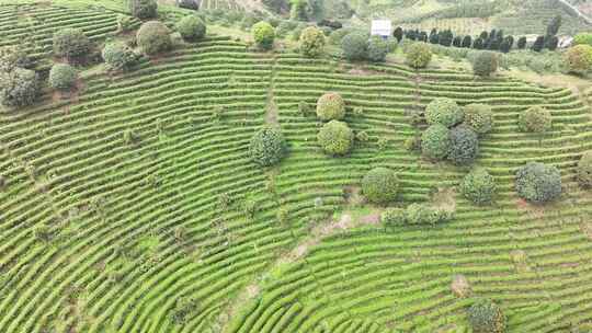 航拍绿色高山有机茶园