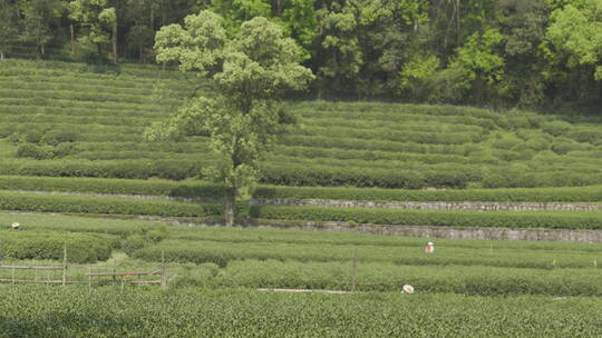 茶茶叶红茶艺采茶泡茶红茶山春茶道茶园农业