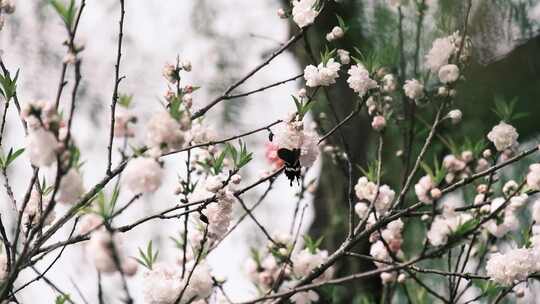 蝴蝶恋花