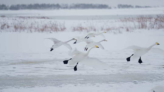 慢动作白天鹅降落雪景湖景冬日野生动物