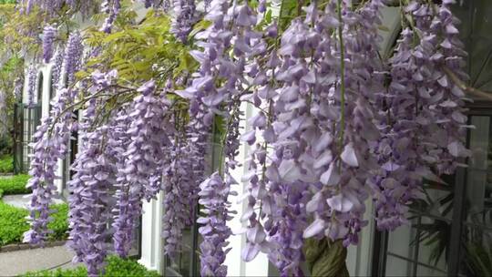 紫藤花在春天绽放