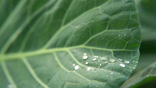 慢镜头特写雨中的绿色蔬菜叶子