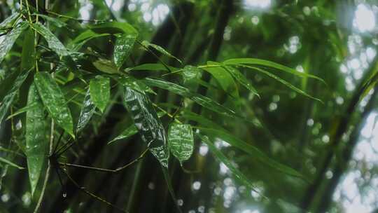 竹林雨景竹子下雨竹叶水滴