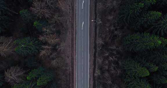 路边有针叶树的道路俯视图