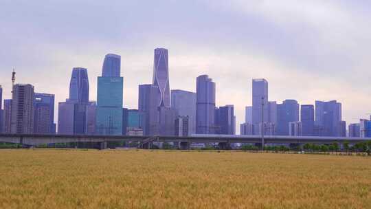 杭州城市建筑与麦田风景