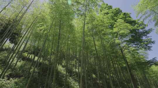 浙江安吉余村绿水青山金山银山竹林