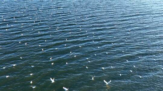 湖面上海鸥飞行翱翔视频素材模板下载