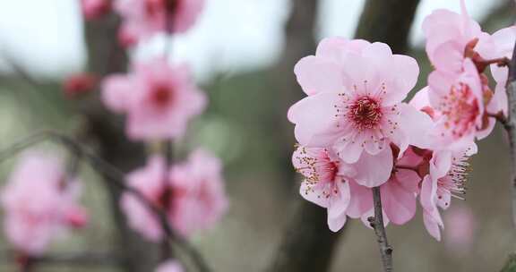 美丽的粉色花朵