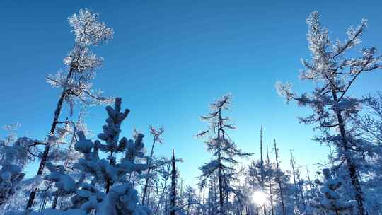 寒冬航拍大兴安岭森林银装素裹林海雪原