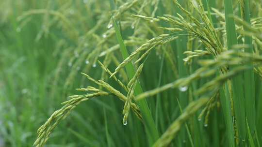 雨中的稻穗水稻特写雨露水珠田野