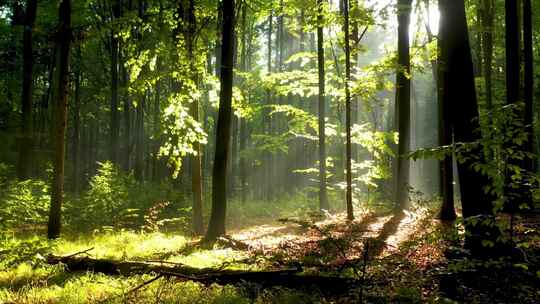 阳光下的森林树叶逆光穿行_4K