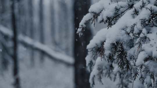 下雪时树枝枝头上的积雪