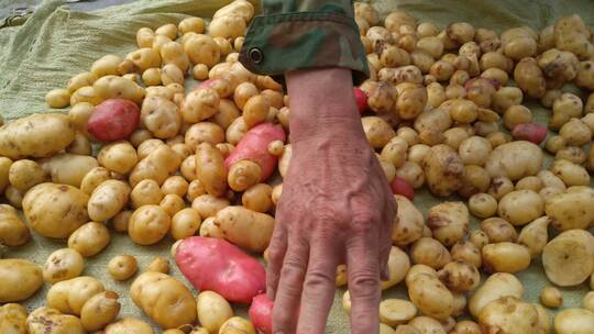 4K洗土豆马铃薯视频