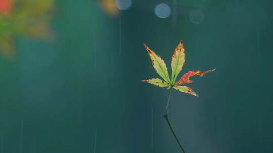 森林下雨枫叶雨滴视频素材模板下载