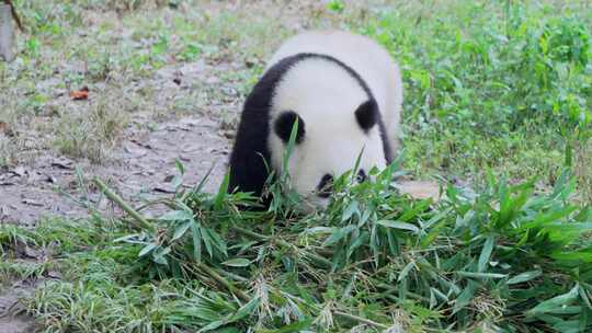 熊猫渝爱爬高吃竹子视频合集