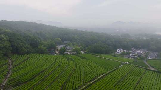 杭州西湖龙井茶园茅家埠云雾航拍合集