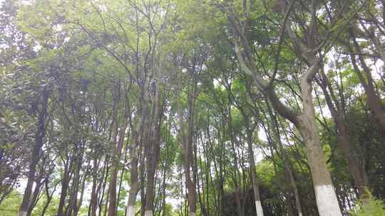 森林公园树林植物唯美空镜头视频素材模板下载