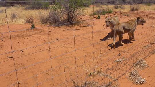 非洲野生动物园里愤怒好斗的狮子