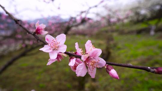 4K桃花视频素材