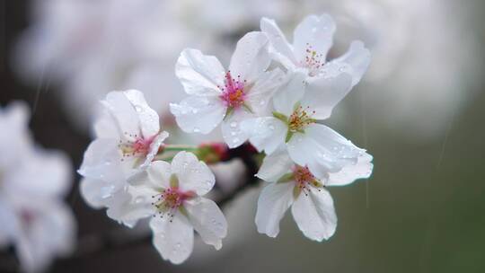 雨中的樱花