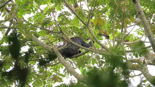 运动中的黑猩猩爬上树枝