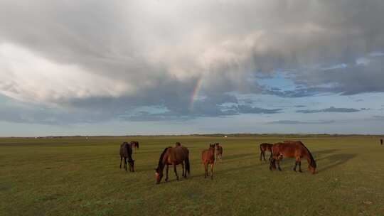 航拍呼伦贝尔秋天的草原马群 彩虹